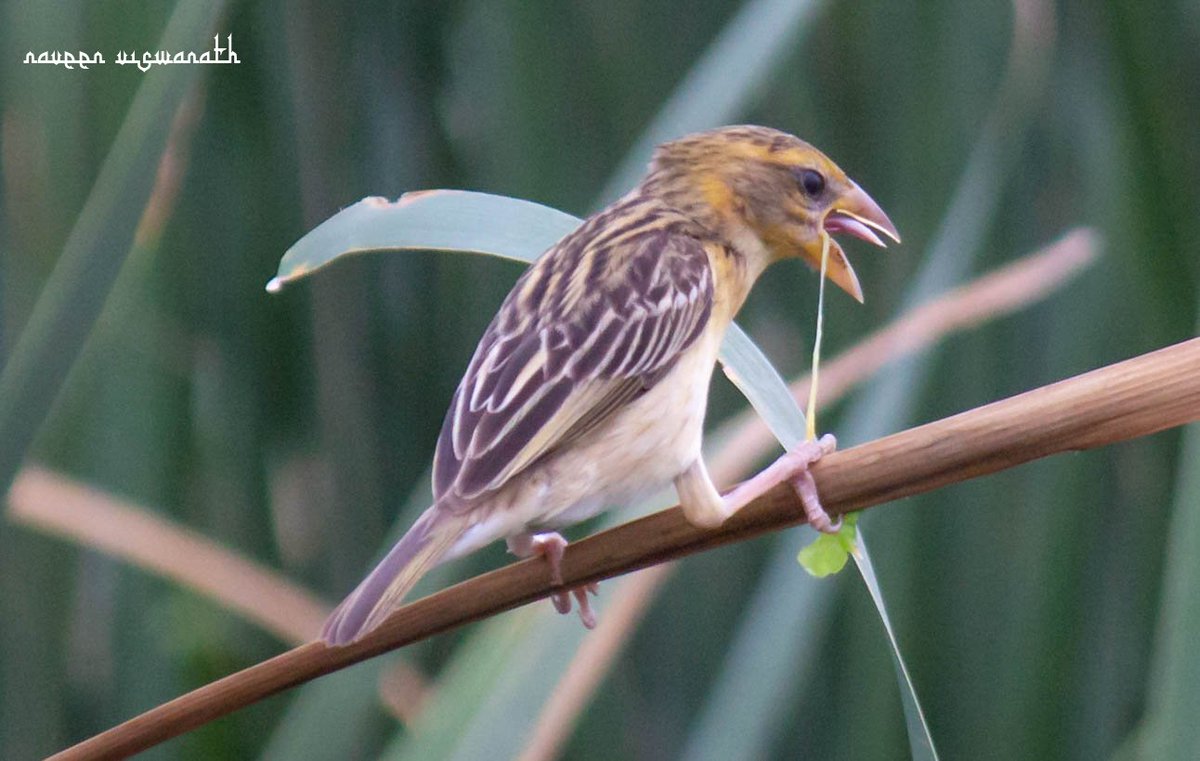 Hungry Baya!

#bayaweaver #birding #birdwatching #birdlovers #birdsplanet #birds_adored #birds_captures #birdshots #your_best_birds #birdphotography #nature #naturelovers #nature_special #natgeoyourshot #natgeowild #natgeoindia #naturephotography #NeknampurLake #Hyderabad