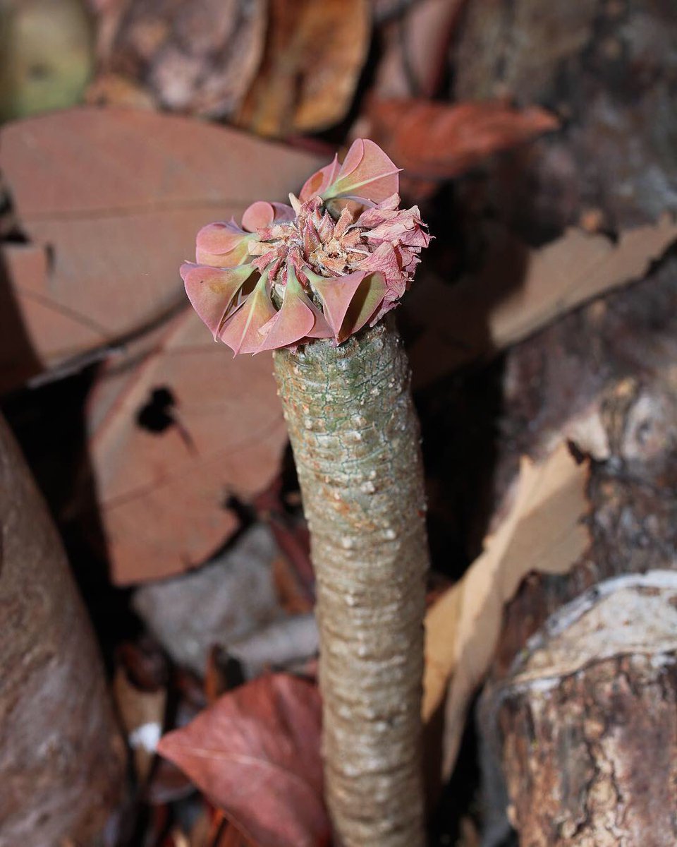 jason_nge's tweet photo. Euphorbia ankarensis is endemic to Ankarana National Park, home to the famous limestone Tsingy.
.
.
#Euphorbia #EuphorbiaAnkarensis #Euphorbiaceae #euphorb #Madagascar #MadagascarFlora #nature #wildflowers #SpinyForest #biodiversity #biodiversityHotspot #Ankarana #Tsingy https://t.co/bWprhGwAQF