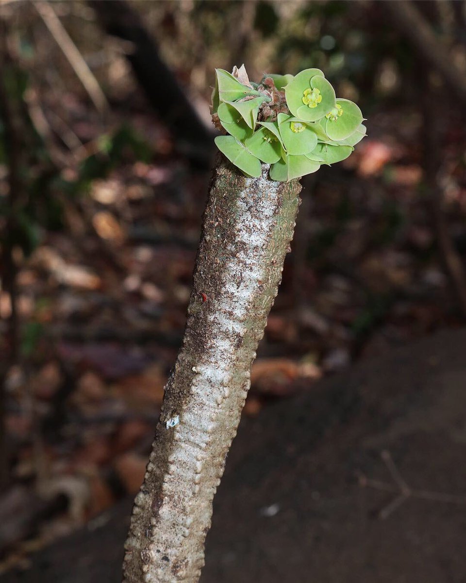 jason_nge's tweet photo. Euphorbia ankarensis is endemic to Ankarana National Park, home to the famous limestone Tsingy.
.
.
#Euphorbia #EuphorbiaAnkarensis #Euphorbiaceae #euphorb #Madagascar #MadagascarFlora #nature #wildflowers #SpinyForest #biodiversity #biodiversityHotspot #Ankarana #Tsingy https://t.co/bWprhGwAQF