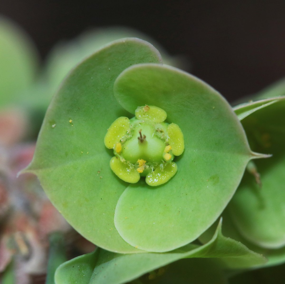 jason_nge's tweet photo. Euphorbia ankarensis is endemic to Ankarana National Park, home to the famous limestone Tsingy.
.
.
#Euphorbia #EuphorbiaAnkarensis #Euphorbiaceae #euphorb #Madagascar #MadagascarFlora #nature #wildflowers #SpinyForest #biodiversity #biodiversityHotspot #Ankarana #Tsingy https://t.co/bWprhGwAQF