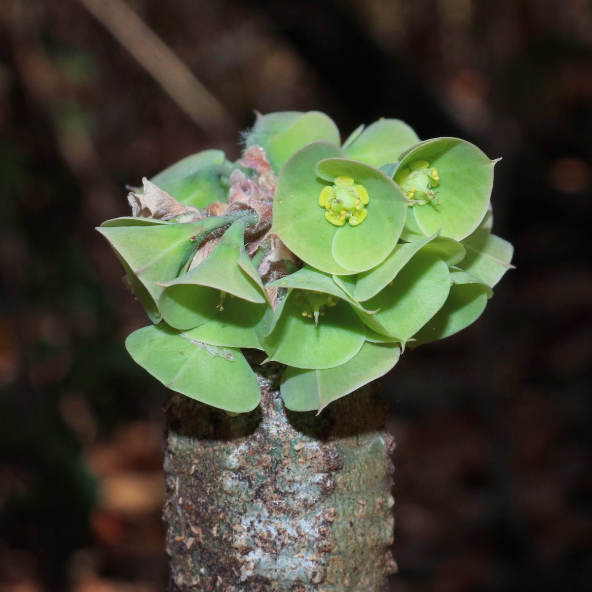 jason_nge's tweet photo. Euphorbia ankarensis is endemic to Ankarana National Park, home to the famous limestone Tsingy.
.
.
#Euphorbia #EuphorbiaAnkarensis #Euphorbiaceae #euphorb #Madagascar #MadagascarFlora #nature #wildflowers #SpinyForest #biodiversity #biodiversityHotspot #Ankarana #Tsingy https://t.co/bWprhGwAQF