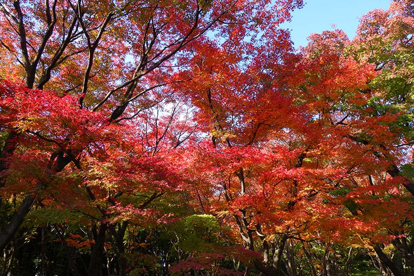 千代田遺産 A Twitter 本日撮影 北の丸公園 モミジ林 の紅葉です 冷え込みとともにすっかり色づき 見頃を迎えていました 北の丸公園 モミジ林 紅葉 千代田区 千代田遺産