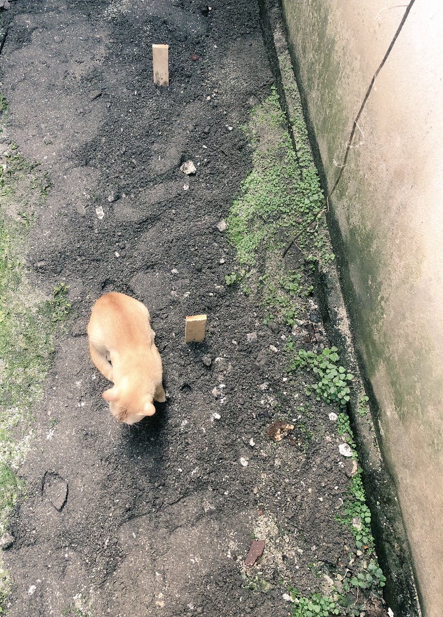 Shaaknee's tweet photo. Had to say goodbye to Franco today 💔Having a hard time with this, especially knowing that the reason for this is because we don’t have better (or any) facilities to treat our pets here in Raajje. Can we please have a veterinary clinic, with all the necessary facilities please https://t.co/kvbNA1woAB