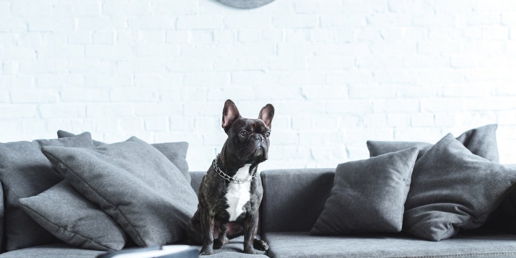 Our Guide to Renting With A Dog In London uncovers how to find the pawfect place to live for you &amp; your dog. #DogFriendly build to rents, the best sites &amp; dog-friendly estate agents, it's all in the guide 👉bit.ly/RentingInLondo… 🐕🏠 #londondogs #letswithpets #dogfriendlylondon