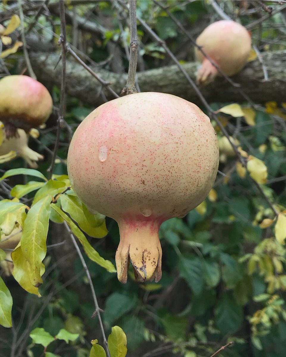 Jack Wallington on Twitter: "We saw lots of pomegranate trees at ...