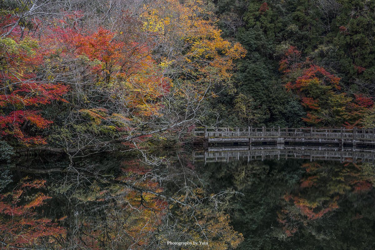 YutoPhotography's tweet photo. 滋賀の紅葉がすごい
#ニッポンを撮る https://t.co/YuKrzVBqlD