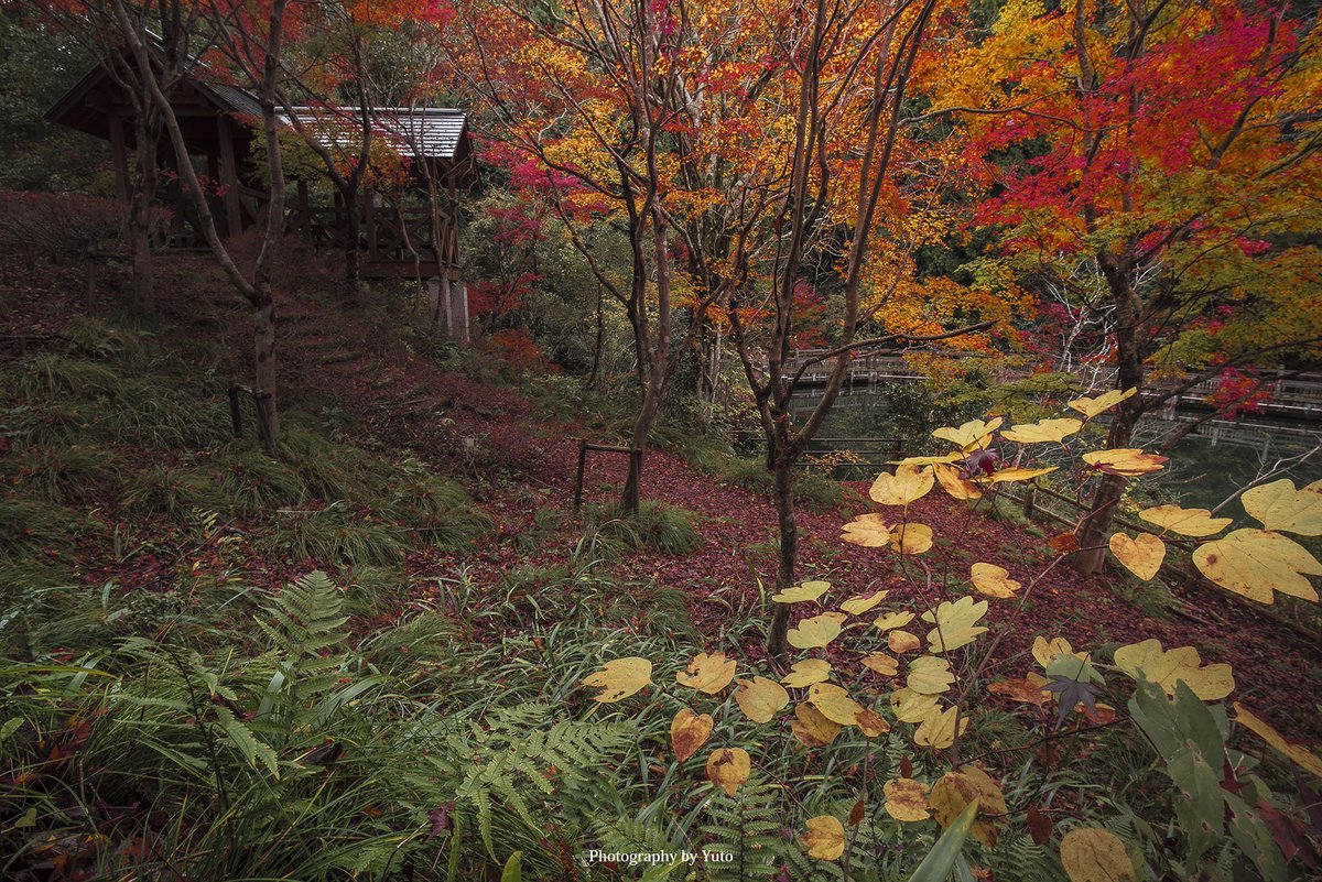 YutoPhotography's tweet photo. 滋賀の紅葉がすごい
#ニッポンを撮る https://t.co/YuKrzVBqlD