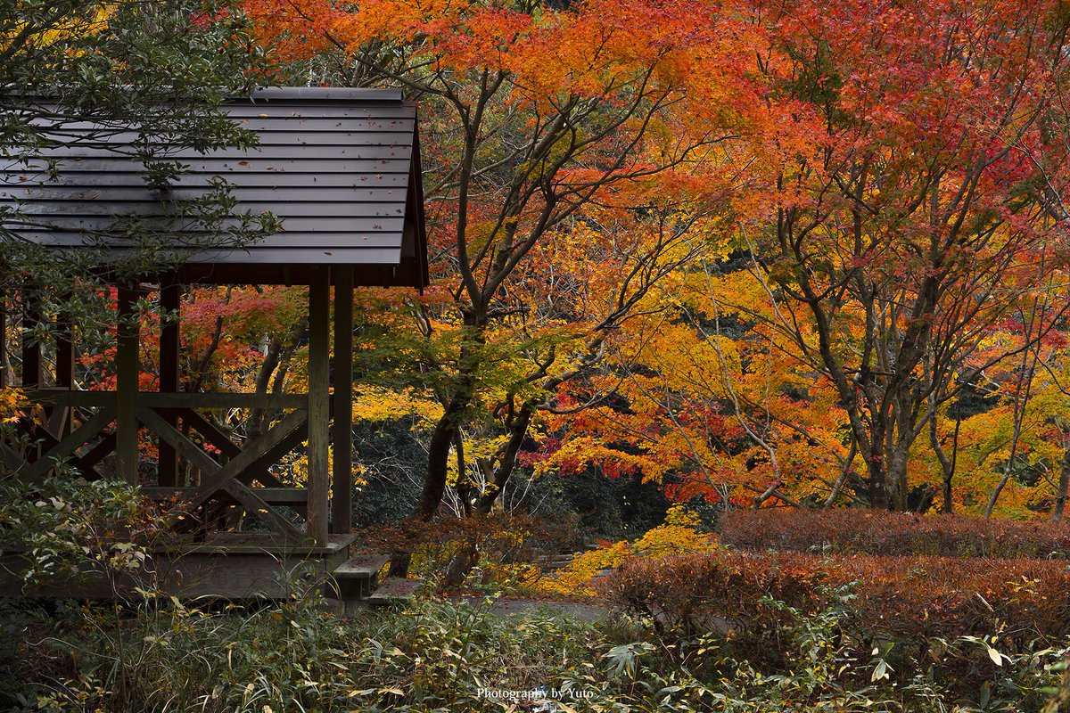 YutoPhotography's tweet photo. 滋賀の紅葉がすごい
#ニッポンを撮る https://t.co/YuKrzVBqlD