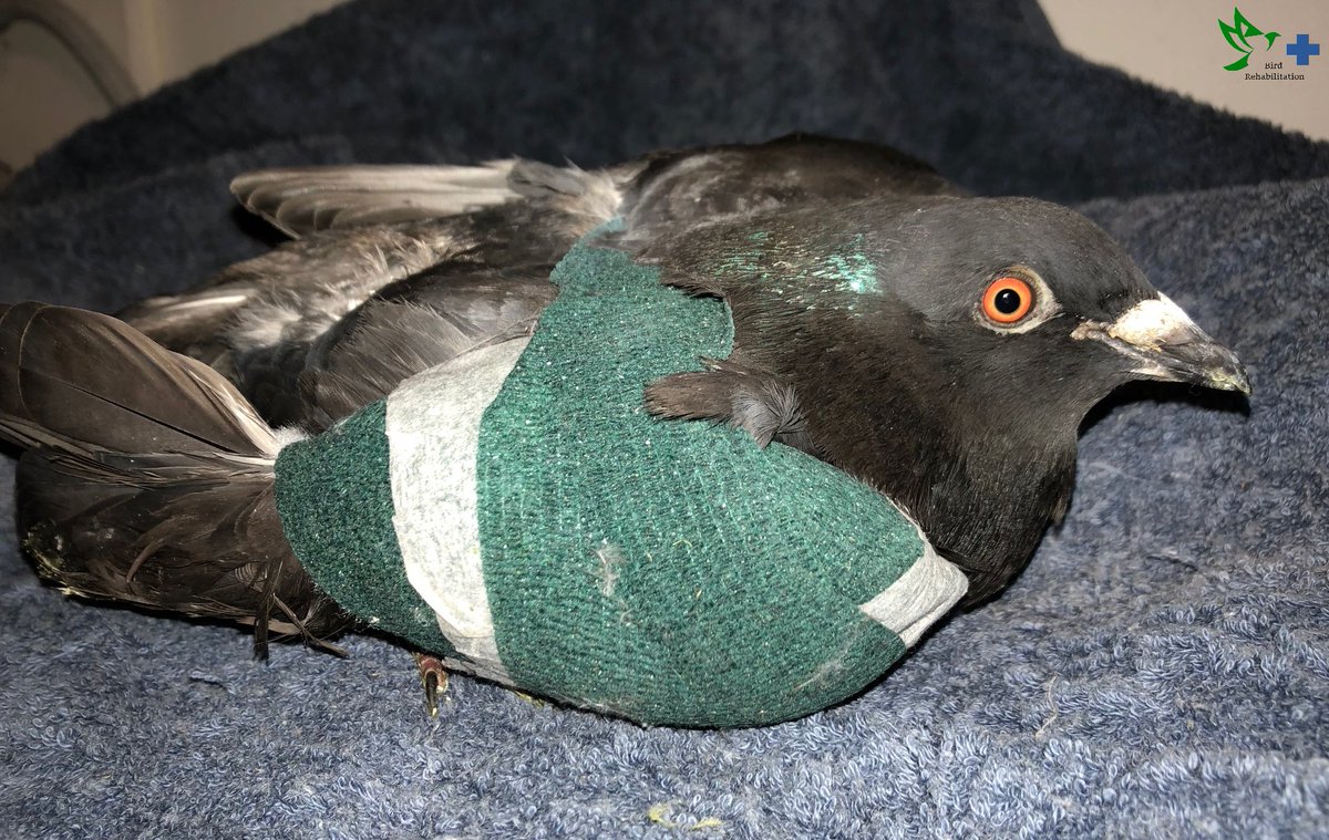 BirdRehabilita1's tweet photo. Poor pidgy - SO love that the team at Pet Doctors St Lukes have such caring and kindness to help it though 💕 https://t.co/we5kVfVjMI