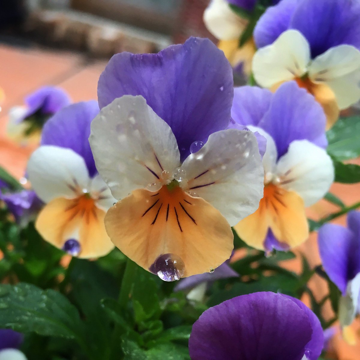 My #viola #flowers always have a #happy face, even in the #rain
.
.
#iLoveMyGarden #greenThumb #droplets #johnyJumpUp #eltham #iPhone6s #macro #photography