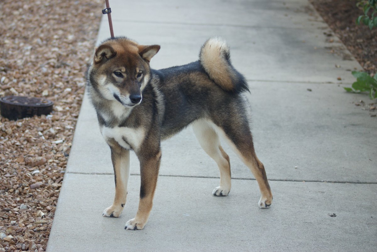 紀州犬 四国犬 北海道犬などの日本犬が絶滅の危機に Togetter 紀州犬 四国犬 北海道犬などの日本犬が絶滅の危機に Togetter