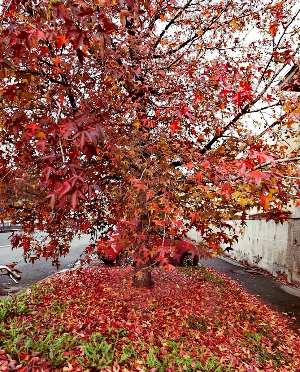 clokkia's tweet photo. 💛❤️🍂🍁Autumn In Milan🍁🍂❤️💛

#Autumn #autumnleaves #Milano #milan #paesaggioautunnale #foglie #red #yellow #PeaceAndLove https://t.co/GEyM9QKgzc