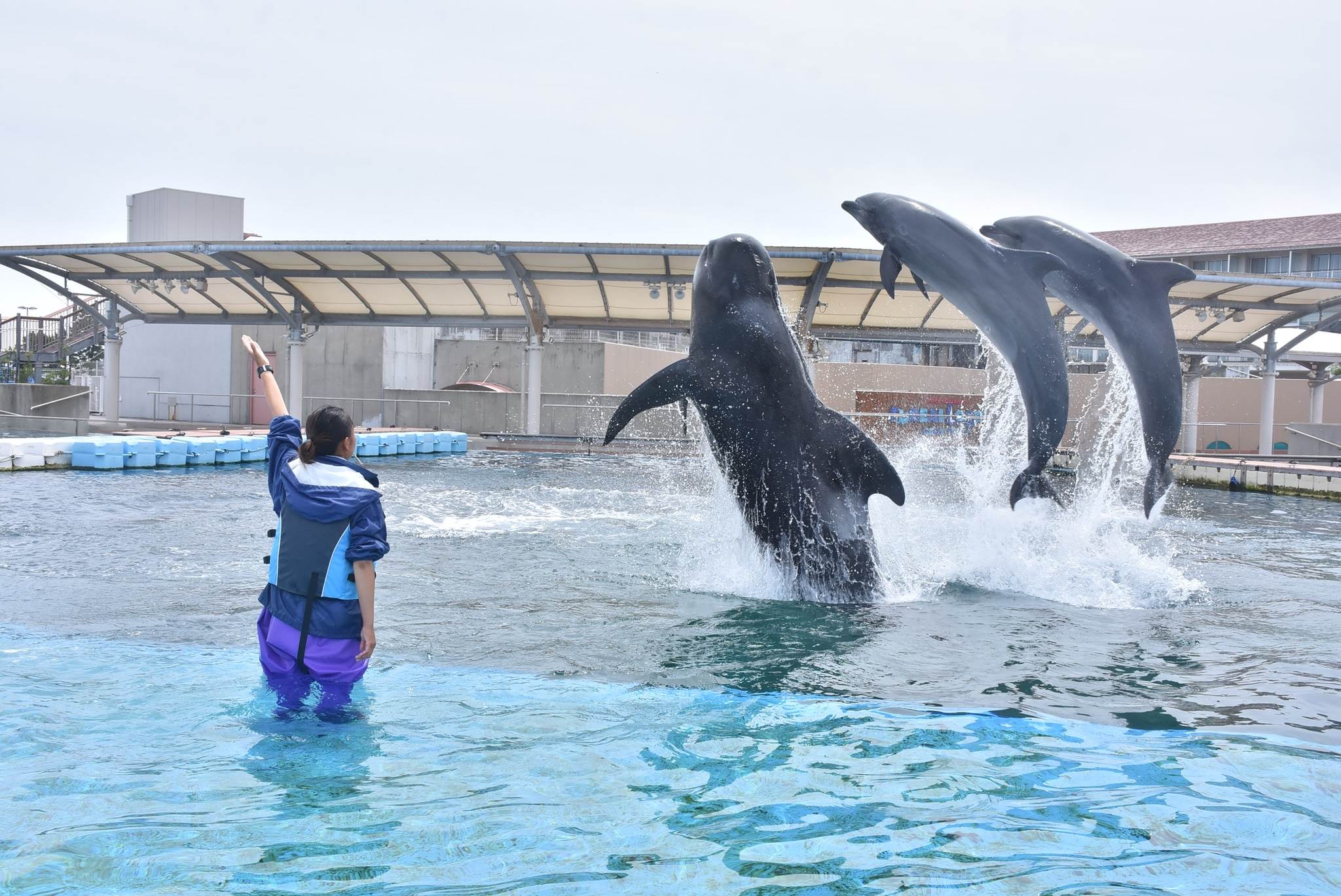 横浜 八景島シーパラダイス公式 プログラム紹介 イルカやクジラに触ったり いろんなサインを出して一緒に遊べるプログラム ぜひ 思い出に残るステキなひとときを体験してみませんか 詳細 ご予約は公式hpから T 横浜 八景島シーパラダイス公式 プログラム紹介 イルカやクジラに触ったり いろんなサインを出して一緒に遊べるプログラム ぜひ 思い出に残るステキなひとときを体験してみませんか 詳細 ご予約は公式hpから T