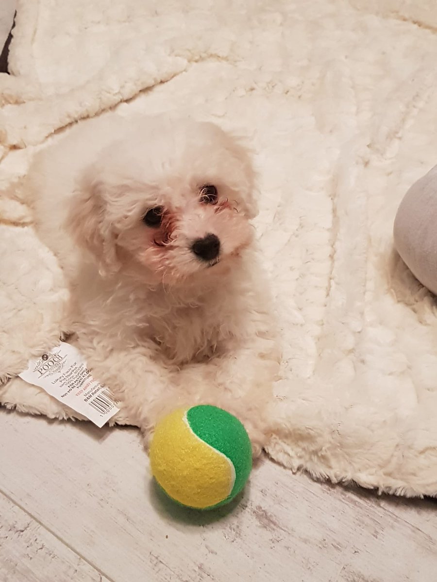 FriseBella's tweet photo. Easy like a Sunday Morning fur friend's! #bichonfrise https://t.co/0ZoDE8xG0T