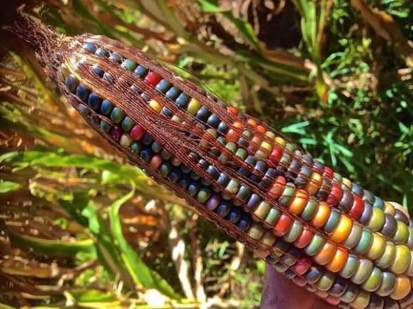 orrufranz's tweet photo. La Natura non conosce raazzismo, eiementi di colore diverso partecipano insieme a un progetto comune!.(F.O.) https://t.co/jUsWK53HIR