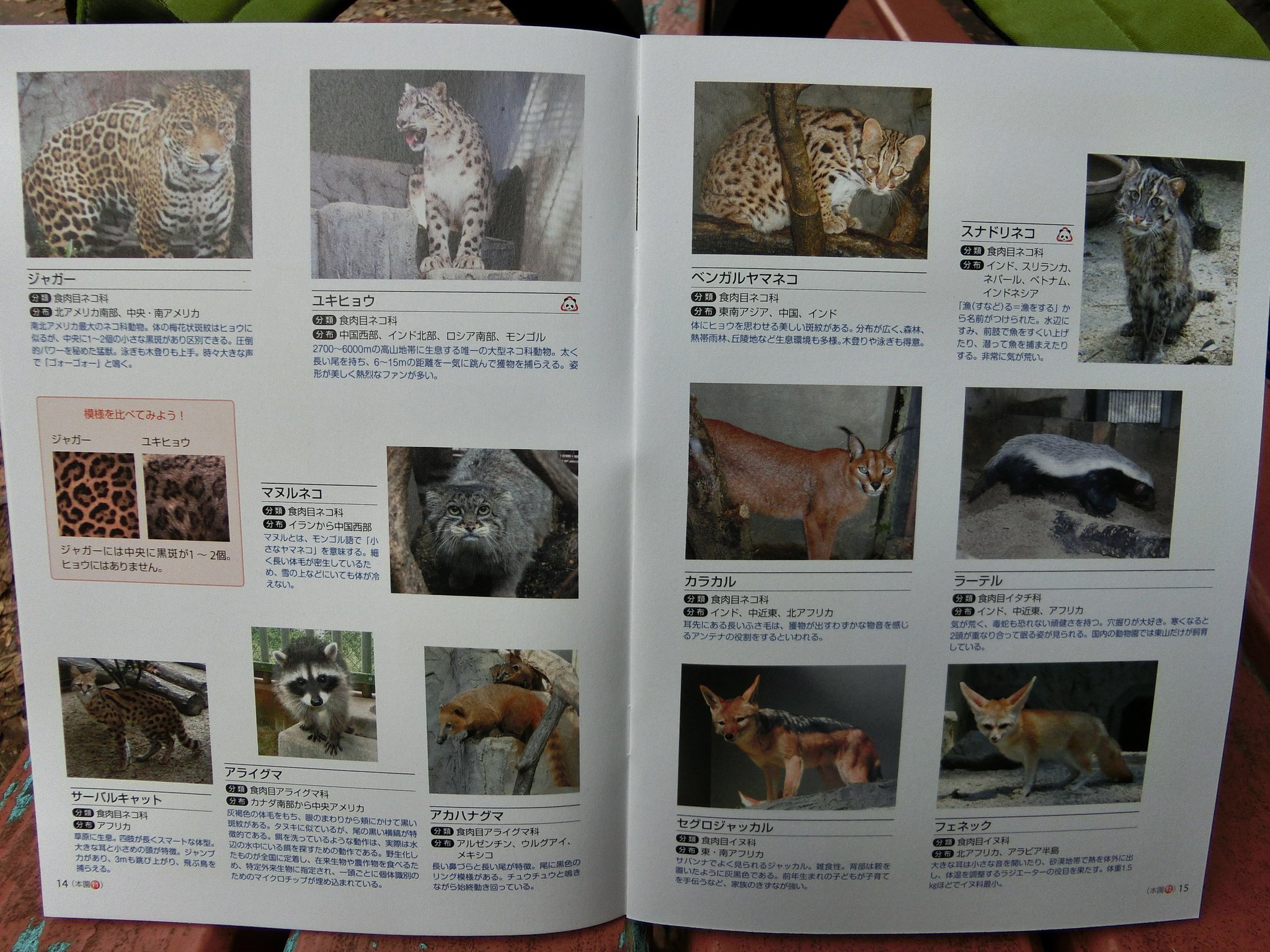 やまこじ 北園の売店だけに売っている 動物ガイドブック って知ってますか 二年前のデータだけどかなり詳しく30ページ以上あって なんと100円 メチャお得ですよ