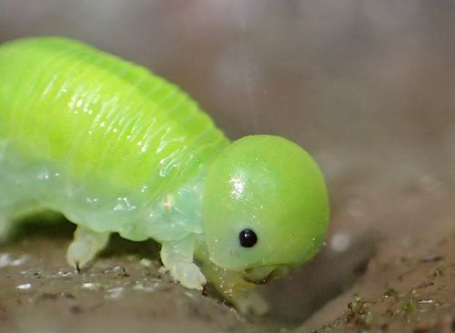 昆虫記者 Twitter પર これもハバチの仲間の幼虫でしょう 10月に保護しました 名前は不明ですが 黄緑色でかわいい子です だれか身元をご存知の方いますか