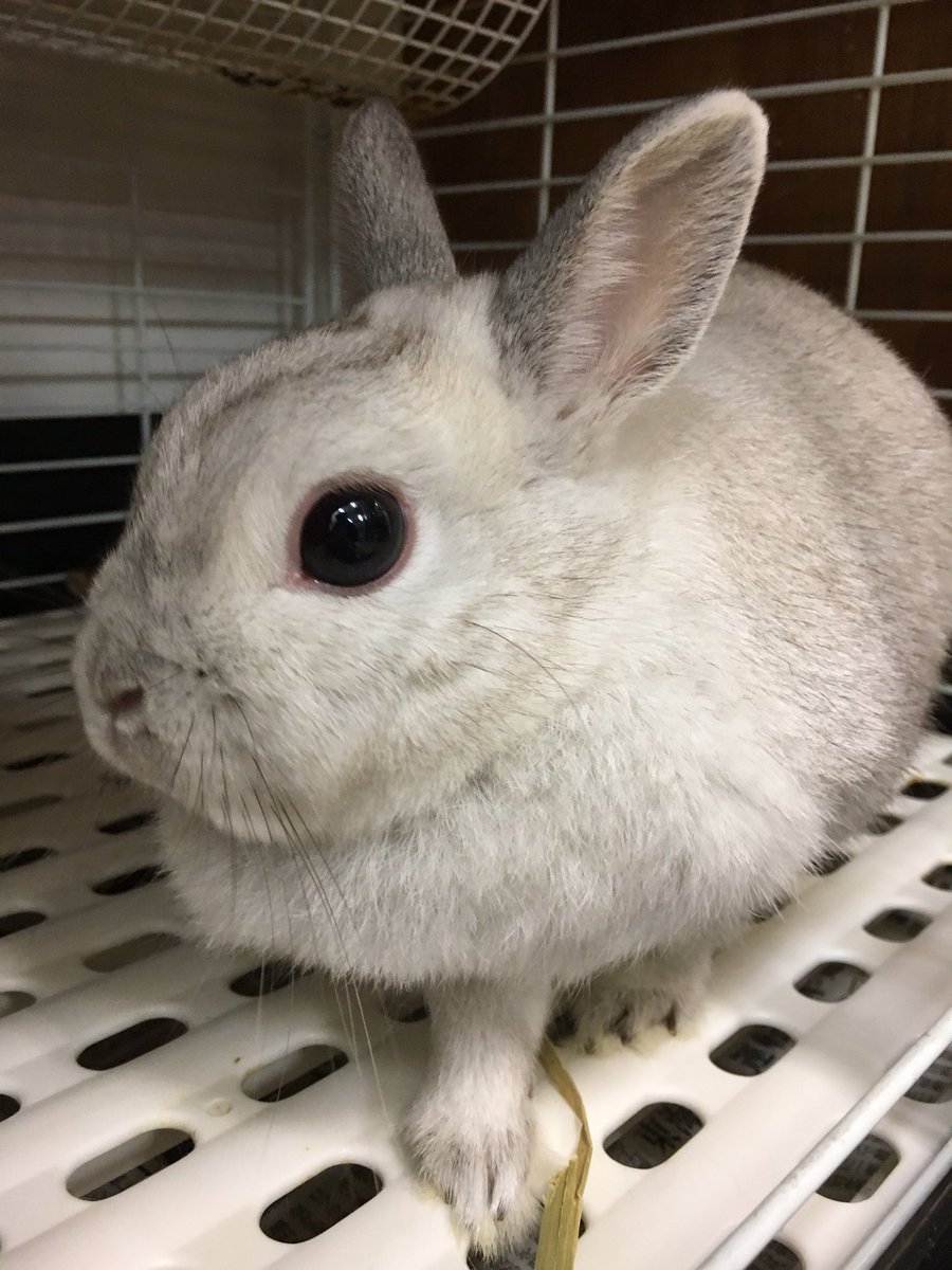 うさぎカフェchocolate Otter フロスティ 当店にはフロスティというカラーの全身がライトパールのうさぎさん達が4羽います マシュー ゴン太くん ちゅうちゃん 桜井さん 同じフロスティでもそれぞれに味があります うさぎカフェ うさぎホテル