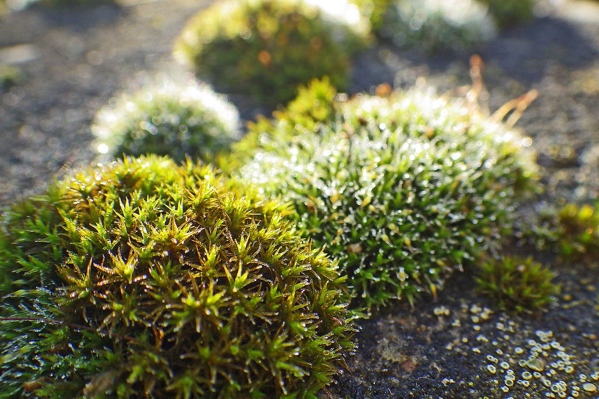 mossworld's tweet photo. Grimmia, Schistidium and morning mist near the weir & old mill. #bryophytes #mossworld #mossmatters #typography #historicbuilding @Haggewoods @whitmuir1 @DrImmySmith @ReskiLab @ArtNouveauClub @MossinAnnie https://t.co/ctEeVhvfSv