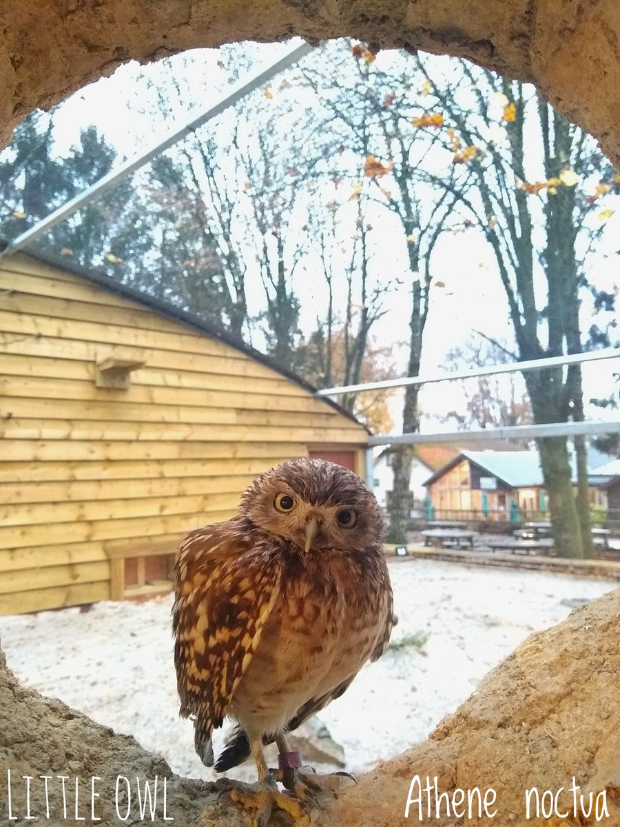 TotallyNotaBug's tweet photo. Spent the day at @HawkConservancy in Hampshire learning about the wonderful birds they have rescued and given a loving new home to. Definitely worth a visit! @_BTO @Natures_Voice @birdsofprey_uk @BirdsofPreyCO https://t.co/TiRvBidMju https://t.co/GNoNLAnk5S