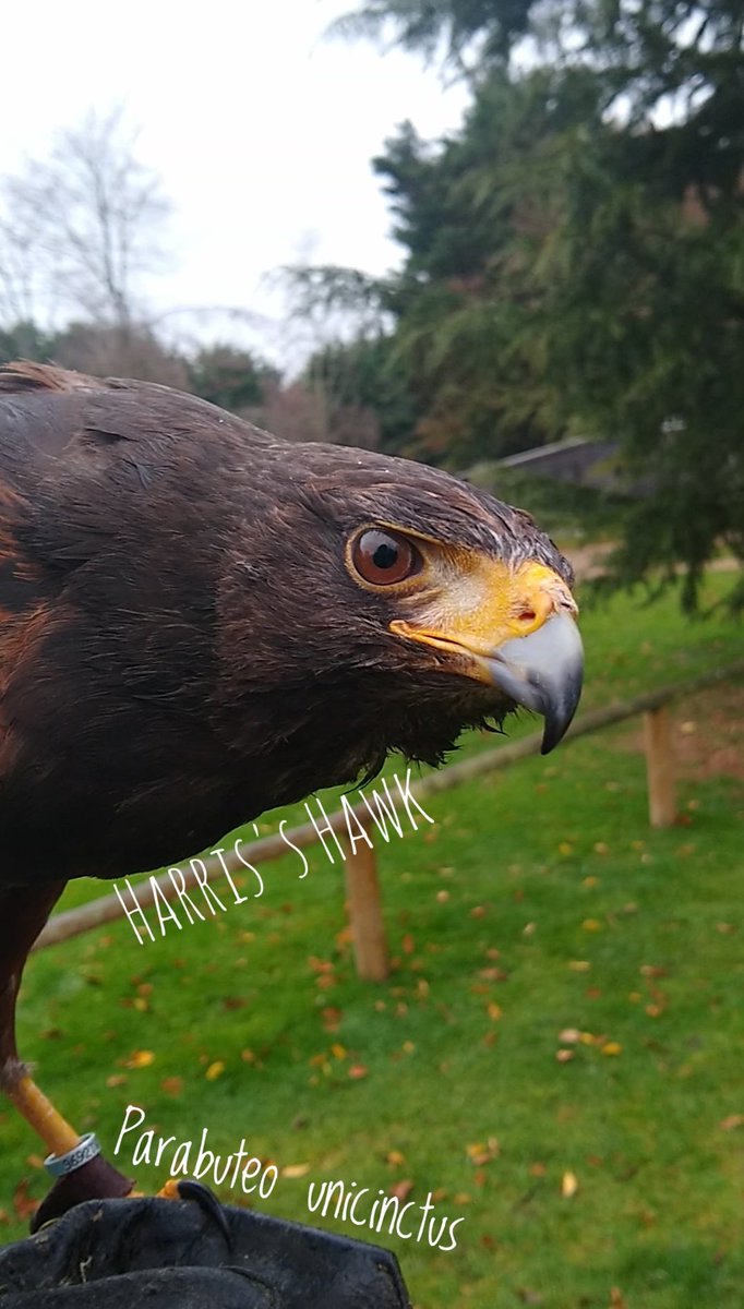 TotallyNotaBug's tweet photo. Spent the day at @HawkConservancy in Hampshire learning about the wonderful birds they have rescued and given a loving new home to. Definitely worth a visit! @_BTO @Natures_Voice @birdsofprey_uk @BirdsofPreyCO https://t.co/TiRvBidMju https://t.co/GNoNLAnk5S