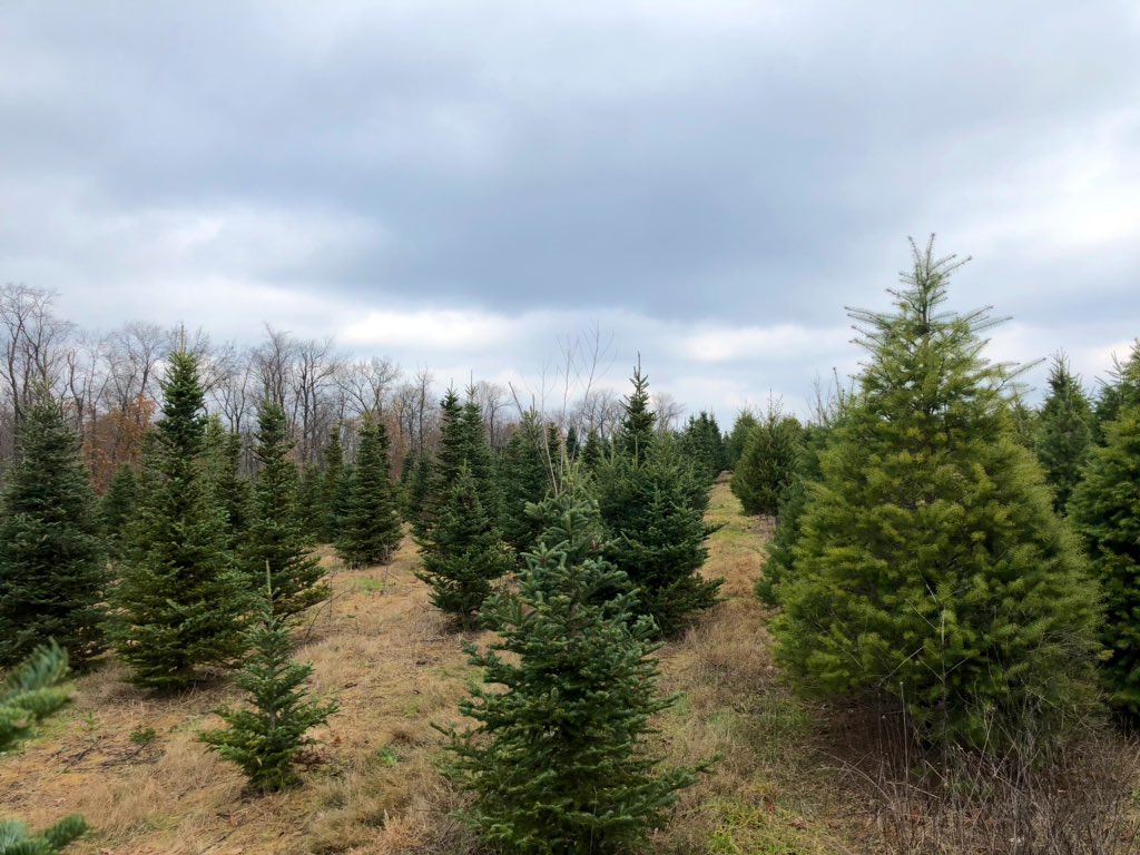 Himes412's tweet photo. Out in the yonder this AM! #Allisons #ChristmasTreeFarm #RaccoonTwp getting the Himes Family Christmas Tree 2018! @himes_ky02 @412karma https://t.co/SHUfd4s0JQ
