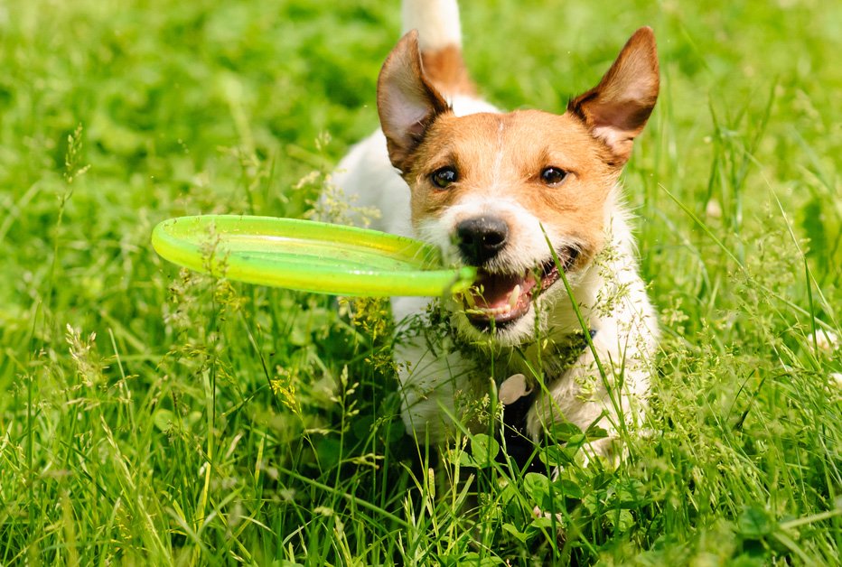 petsability's tweet image. 5 Ways to Keep Your Dog Feeling Full
_____________________________________
1_Separate Hunger from Personality
2_Divert Your Dog's Attention
3_Avoid Placebos Like Air and Water
4_Find a High-Fiber Food
5_Feed Your Dog Vegetables
#pethappy #pethappiness #happypetclub #happypet