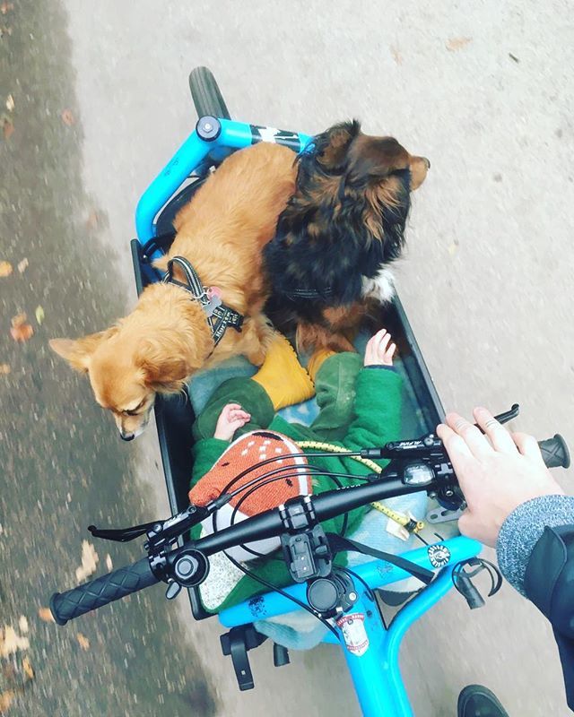 spaakgroningen's tweet photo. Met de @larryvsharry Bullit heb je echt geen auto meer nodig. Dit is Melvin met zijn 2 honden en zn dochter. #larryvsharry #cargobike #bullitbike #bijonstekoop #onelesscar #carfree #healtylife #cyclingcafe #fietscafe #egnbg #fietsenwinkel https://t.co/PGmrGxynDV https://t.co/fNIrQbWu25