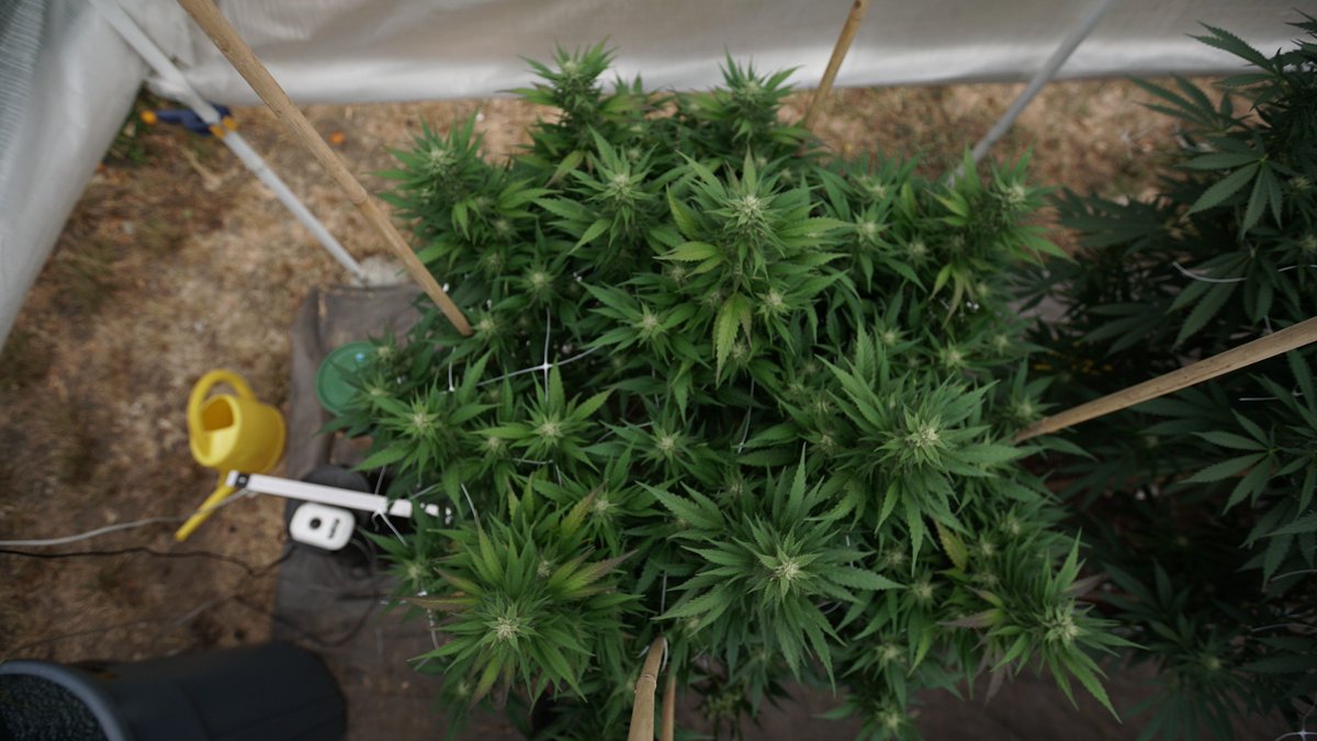 The DEA Just Got Scolded Over Its Marijuana Eradication Program buff.ly/2AfwPRJ <a href="/kylejaeger/">Kyle Jaeger</a>