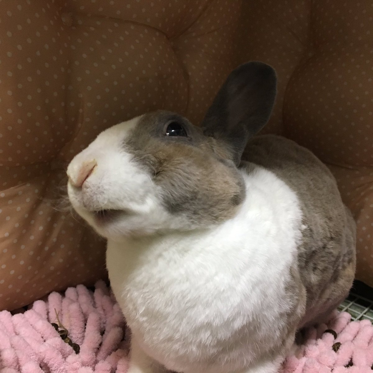 なまけうさぎ Twitterissa ミントくん 食欲がスゴイ 模様替えしたケージでもチッコ出来るようになったし お皿型給水器からお水も飲めるようになったし それもスゴイ ミントくん うさぎ なまけうさぎ 斜頸