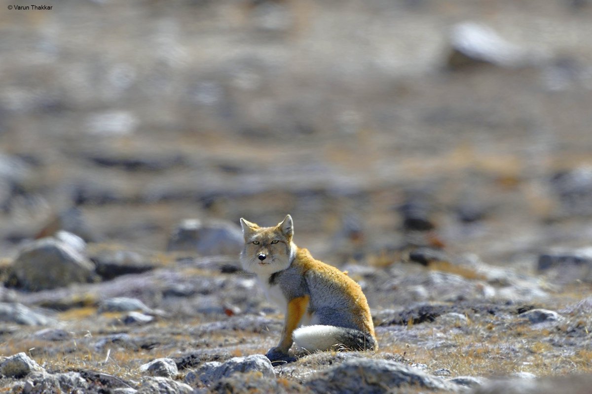 varunthakkar156's tweet photo. Rarest of rare.... 
A Tibetan Sand Fox.
Shot in the Trans Himalaya at 17,500 feet, extreme cold weather, as cold as -17*c and continues fast wind makes it more difficult to shoot up there.
#wildlifephotography #sandfox #Himalaya #rarewildlife #India https://t.co/V7dBR7urBS