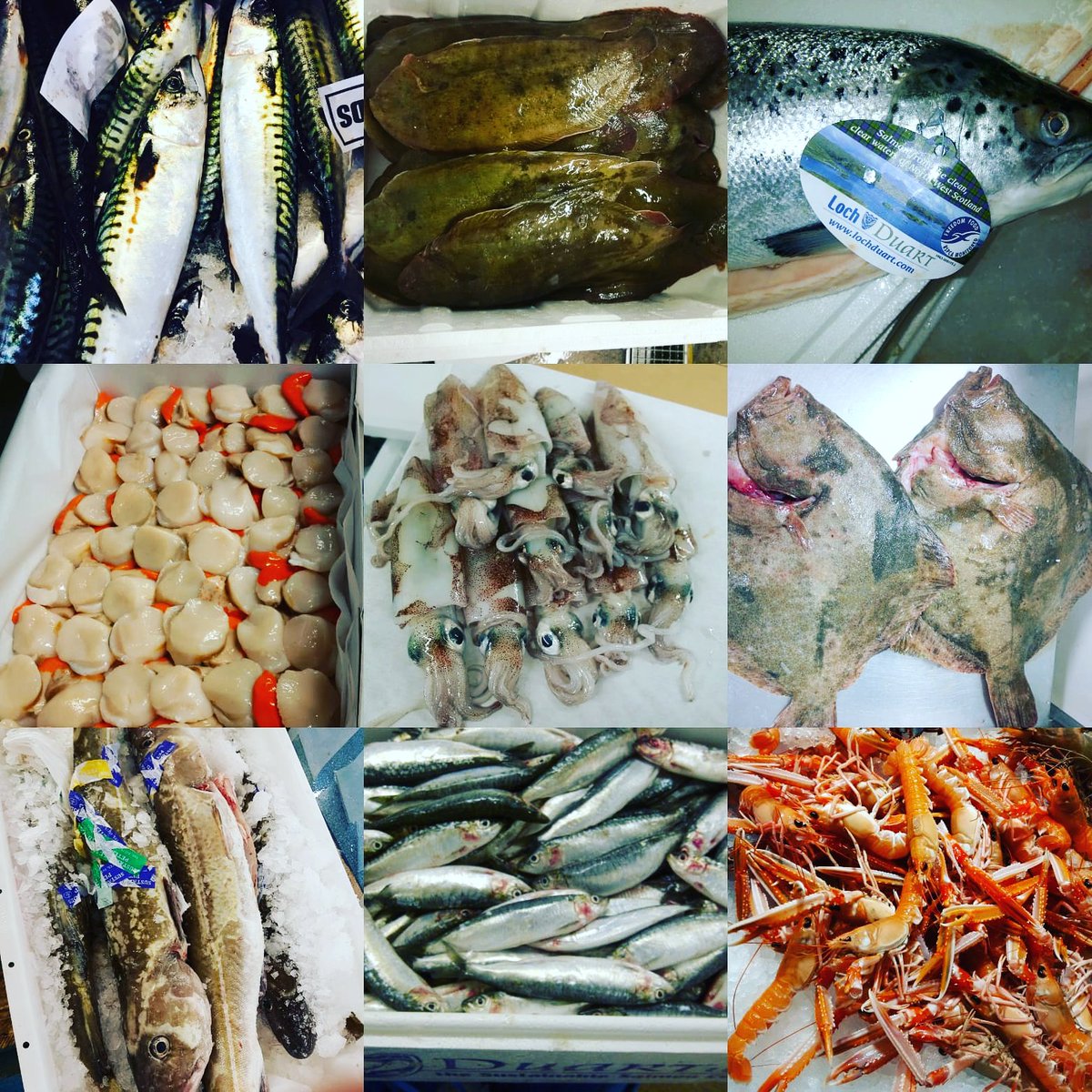 Best of British all week every week at Selfridges Fishmongers

Newlyn Mackerel
Hastings &amp; Brixham Dover Sole
Scottish Loch Duart Salmon
Shetland Isles Scallops
Scottish Day boat Squid
Hastings &amp; South West Turbot
Shetland &amp; Peterhead Cod
Newlyn Sardines
Scottish Langoustines