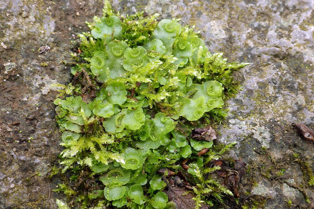 mossworld - annette tweet media