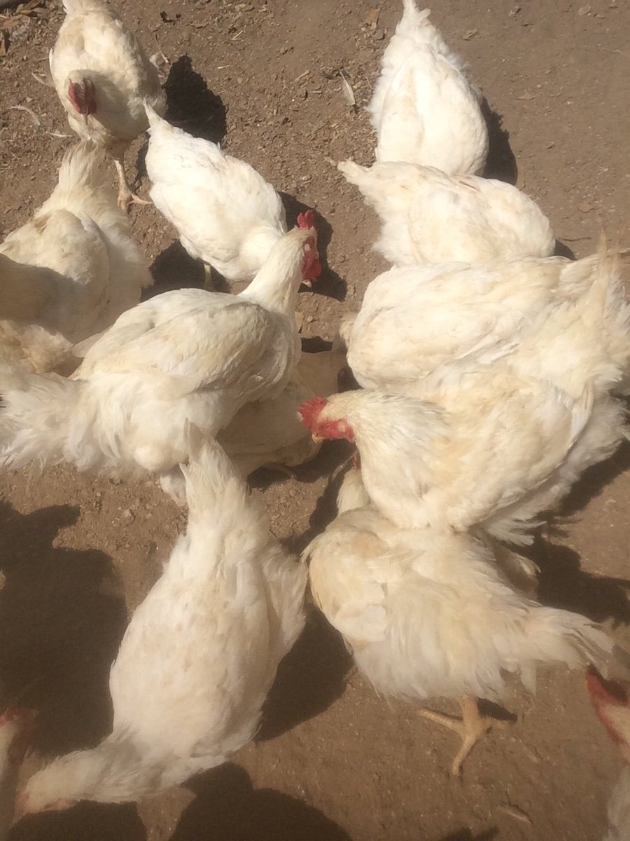 fhunanya's tweet photo. Happy Sunday guys 
Please I sell Agric chicken
For people in Abuja 
5000 naira only 
Please help me retweet my customer might be on your tl https://t.co/InCYzrtFPg