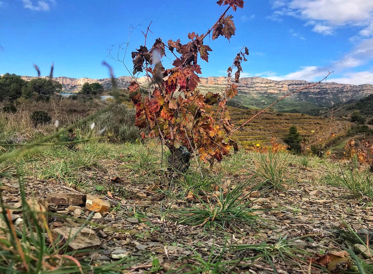 masdoix's tweet photo. 🍂 AUTUMN 🍁
The vine rests for a while after a long summer 👏🏻
.
.
.
.
#MasDoix #MasDoixWinery #Priorat #PrioratWine #MasDoixFacts #MasDoixWorld #MasDoixPhotography #Carignan #Grenache https://t.co/2sKndgEtcO