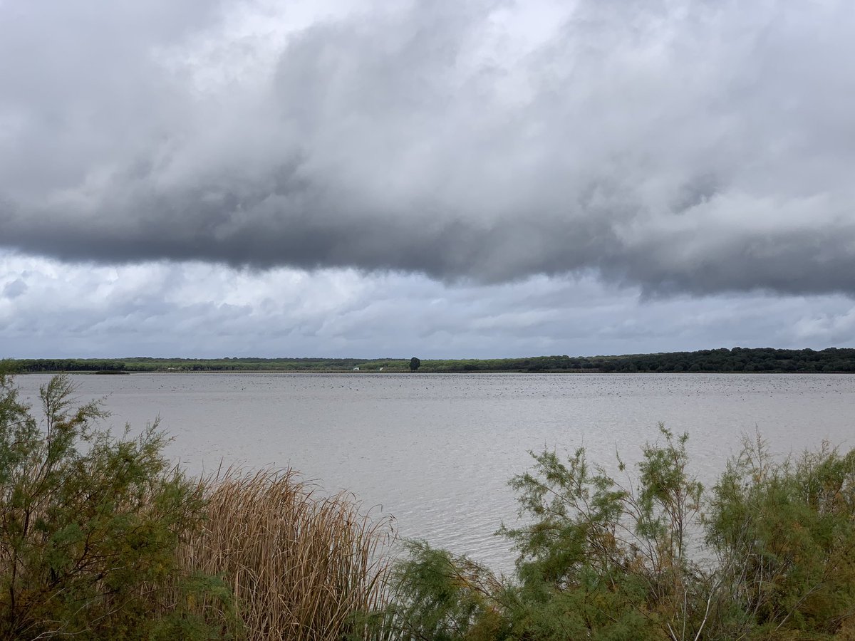 Alma Alanís tweet media