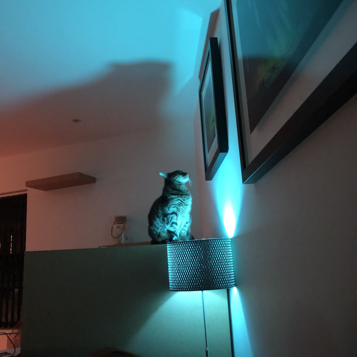 jamiewhalley's tweet photo. Rico admiring our artwork by @RichardRowanArt from @CFAManchester! #richardrowan #richardrowanart #castlefineart #castlefineartmcr #castlefineartmanchester #cat #rico #artwork #art @castlegalleries https://t.co/nWdAh5BZGK