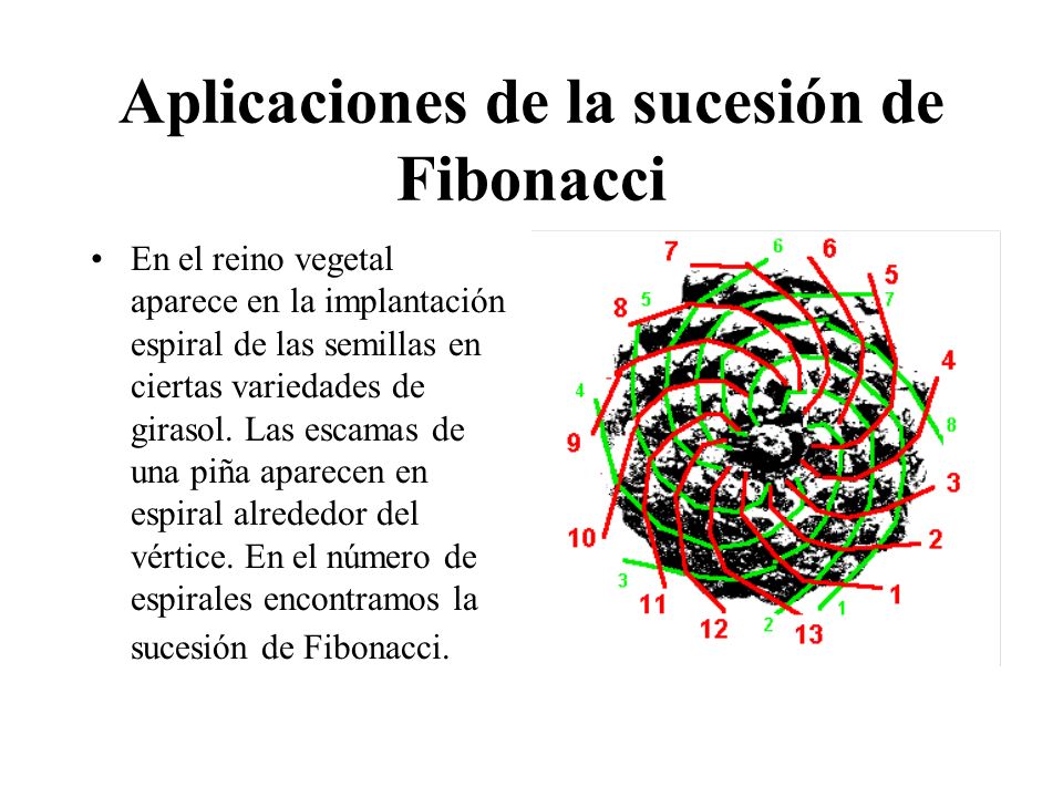 Instituto CIO в Twitter: "¿#SabíasQue si cuentas las escamas de una piña,  observarás sorprendido que aparecen en espiral alrededor del vértice en  número igual a los términos de la sucesión de Fibonacci?…