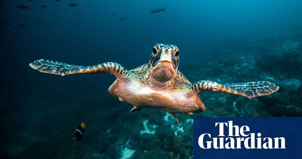 Call of the Blue: marine life around the world – in pictures
buff.ly/2TC5hyI
#marinebiology #marinelife #marine #underwaterlife #underwaterbiology #UWlife #underwater