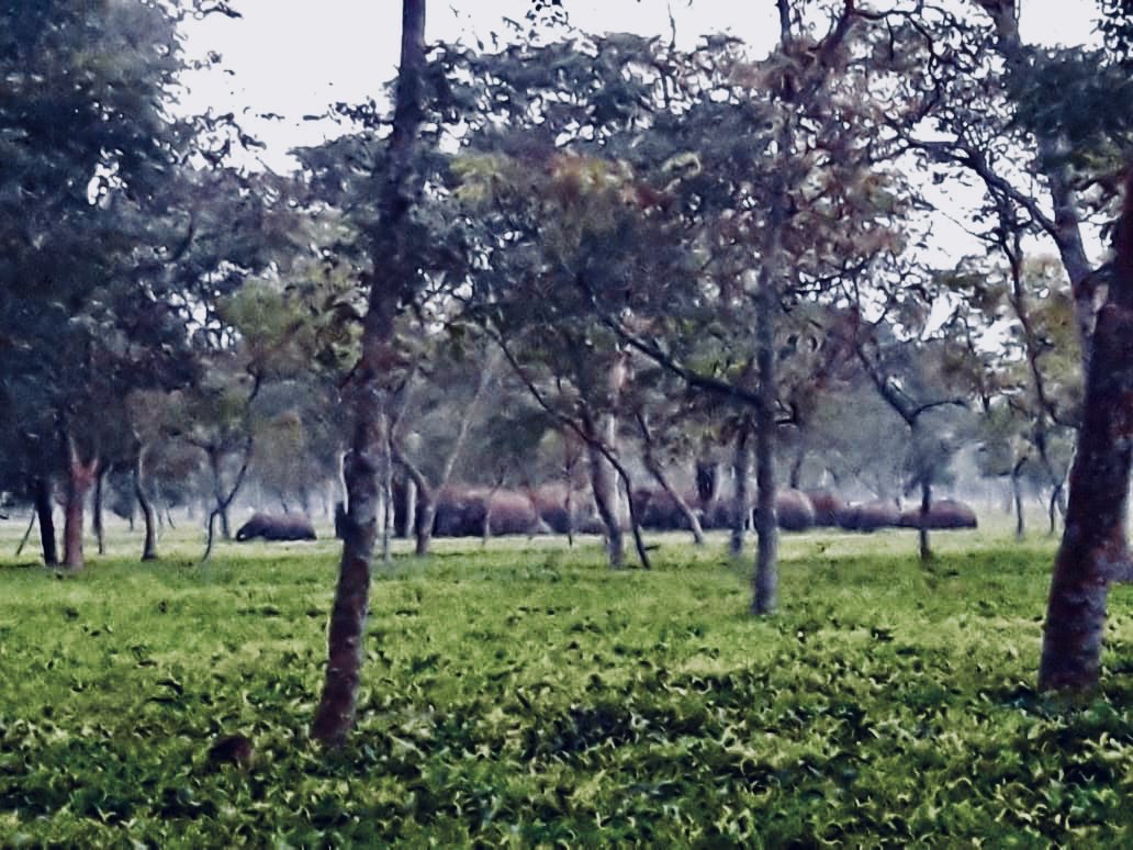 NuxalbariTea's tweet photo. Herd of over 140 elephants crossed into our estate this afternoon. Pleased to announce they are resting undisturbed and unmolested, guarded by our security. Guaranteed safe passage! https://t.co/3BdKuQpBgz
