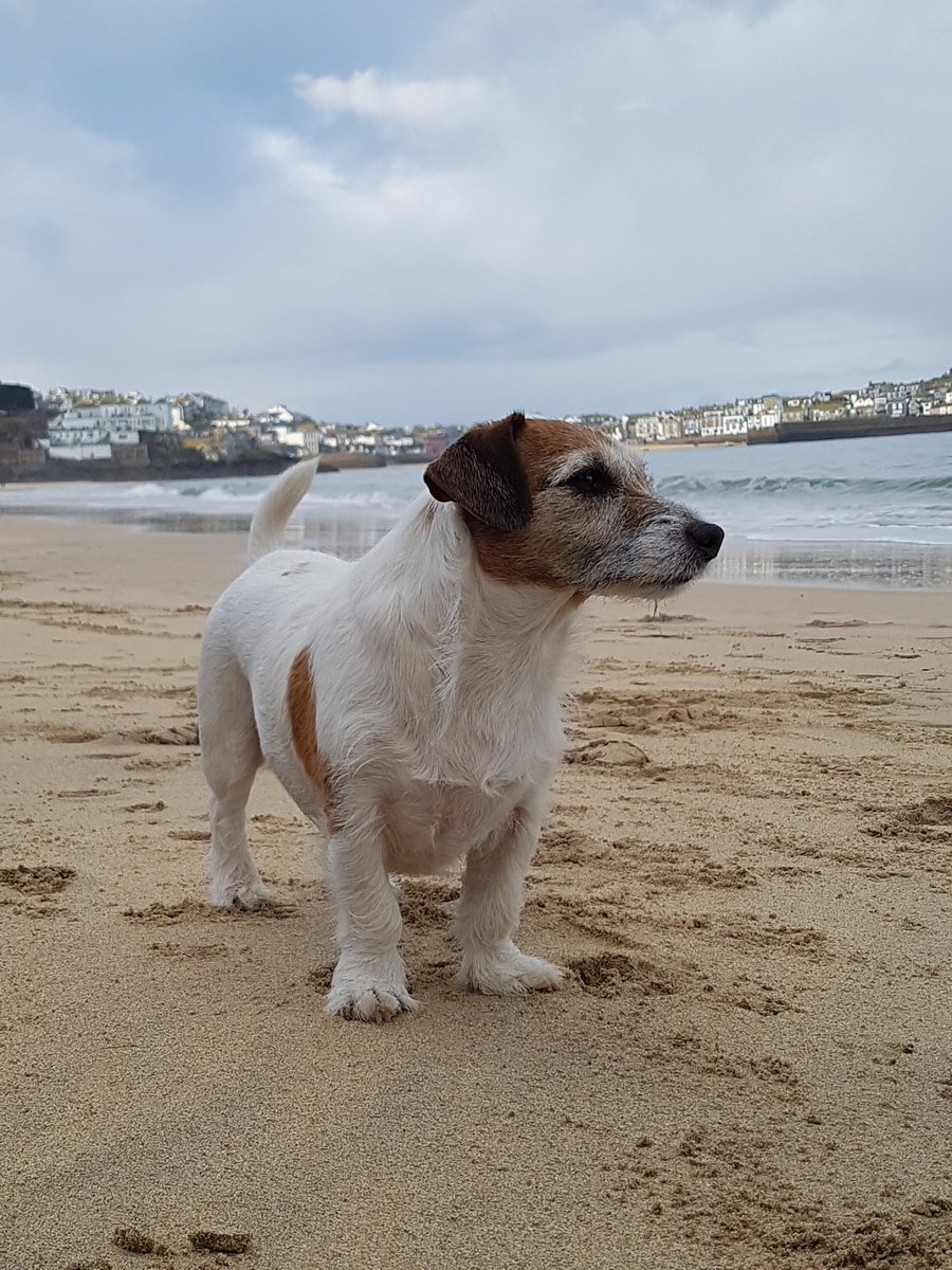 ziggy_paws's tweet photo. #dogsofkernow #stives https://t.co/lWbEDdZUi5
