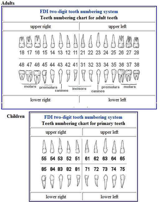 International Tooth Numbering System Chart