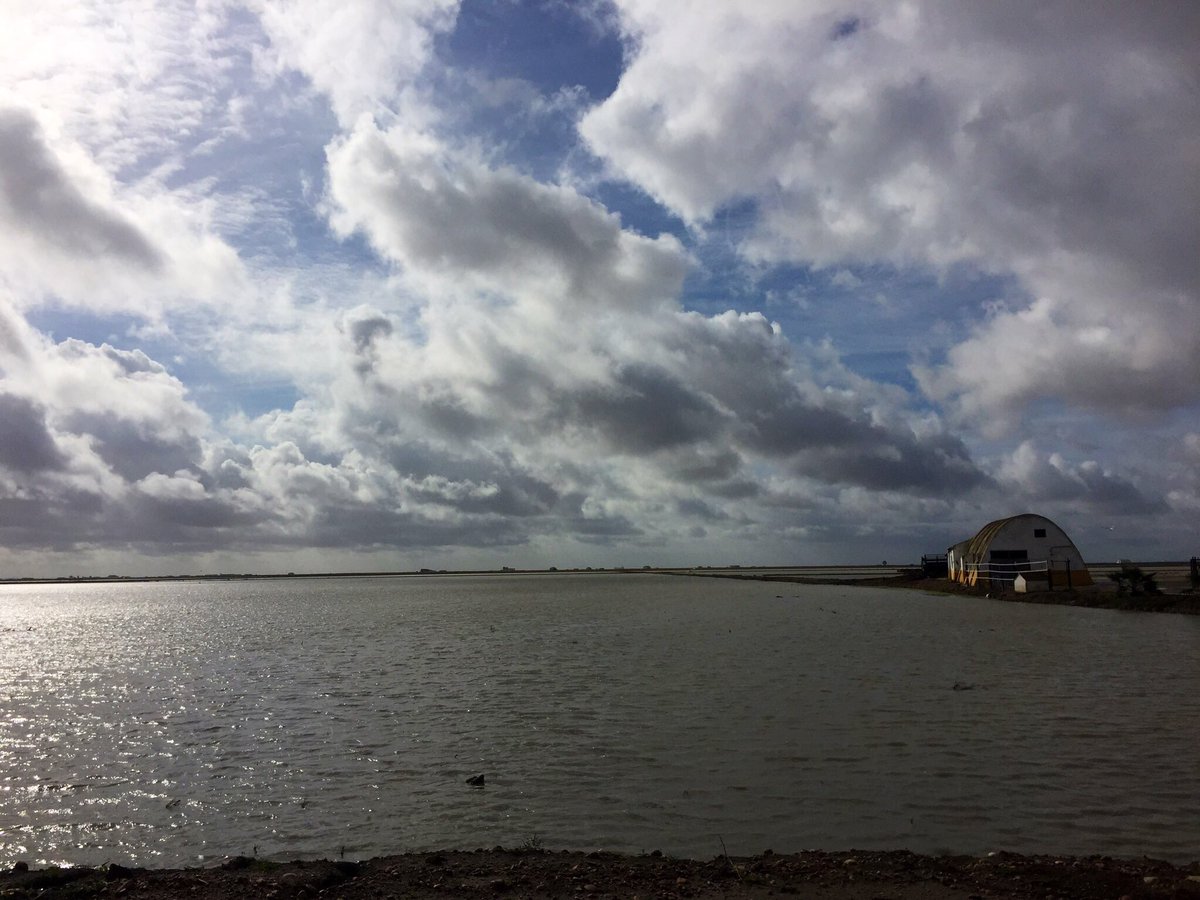 Nieves G Grosso tweet media