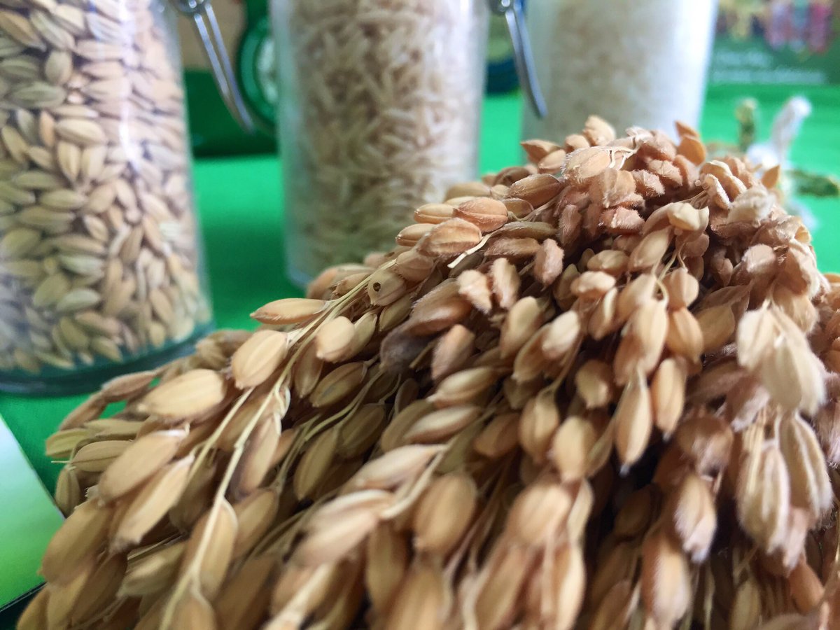 Y llegamos a la última parada de este #AunahoraESevilla: #IslaMayor 

🌾🦀Nos acercamos a conocer esta localidad donde el arroz y el cangrejo rojo son la base de su economía. 

Inevitable acordarme de los reportajes de <a href="/povedacamino/">Alba Poveda</a> en <a href="/elCorreoWeb/">El Correo de Andalucía</a> 😍

<a href="/AytodeIslaMayor/">Ayto de Isla Mayor</a> @arrozua