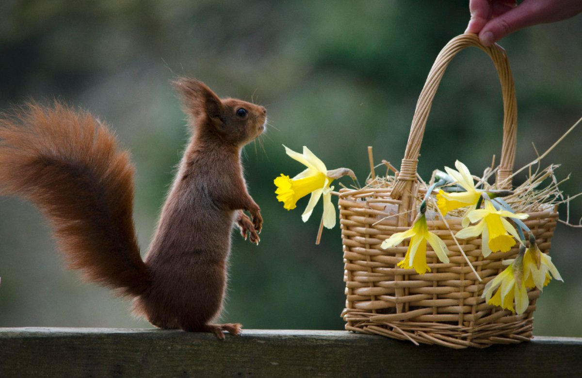 Gameandwildlife's tweet image. *EVENTS*

Our own Dr. Jonathan Reynolds will be a guest speaker at next year's 'Turning the Tide Red Squirrel' Conference. 

For more info and booking click here: redsquirrelconference.co.uk/index.php/abou…