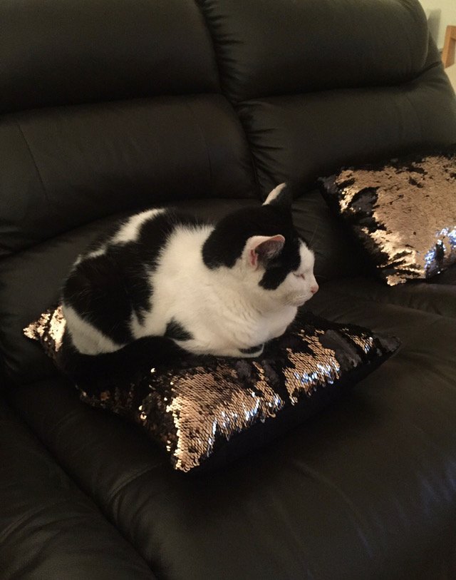 djdebs's tweet photo. Our black and white cat Thierry has gone missing!  We’ve not seen her since yesterday.

She ventures far and wide around from Edgbaston Drive, Porters Park and Cow Banks Wood.

We’d be very grateful if you could check your garage, shed, etc.  Any sightings of her appreciated. https://t.co/6xjlUEp4eY