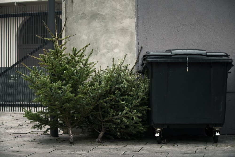Bouillon's tweet photo. Treezmas : des sapins durables replantés après Noël https://t.co/5mwGJgxaK2 https://t.co/OP17K9TGfZ