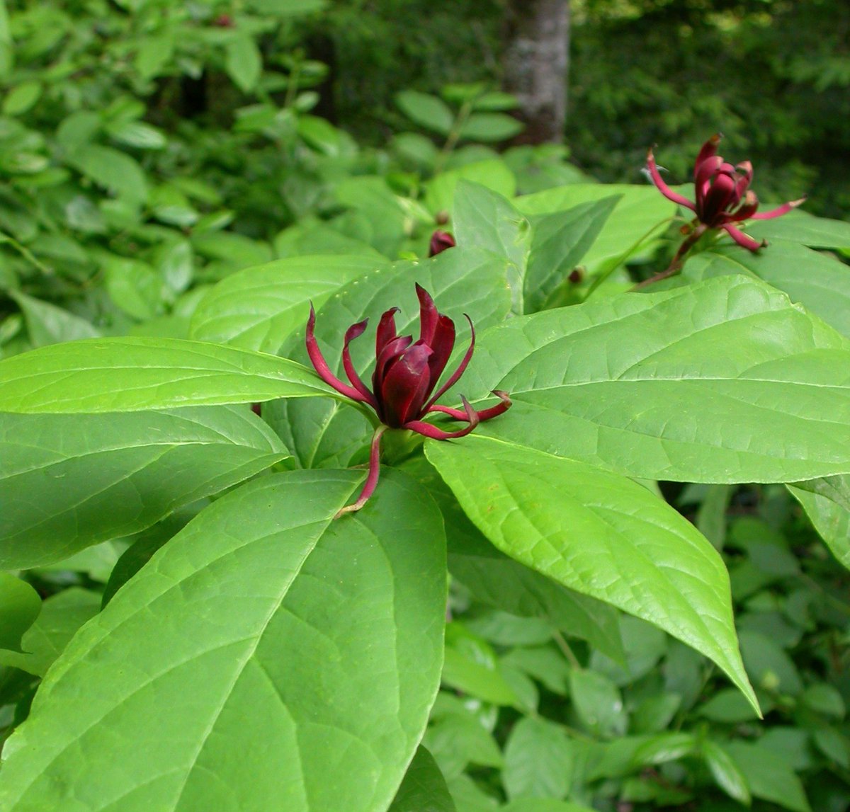 Jesse Bellemare tweet media