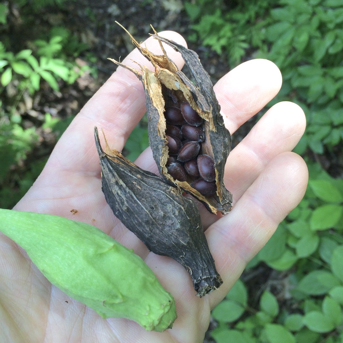 Jesse Bellemare tweet media