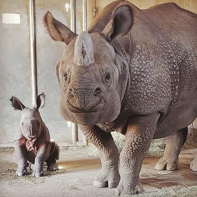GF_Shop's tweet image. Rhino Family 🦏
@sdzsafaripark 
#wildlifeconservation